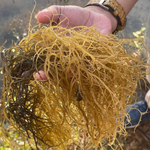 Seaweed Harvest