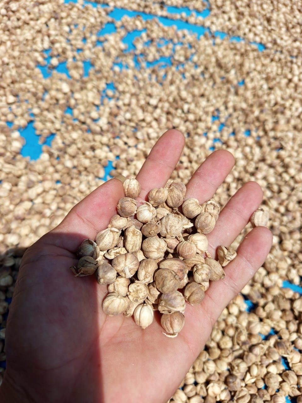 Farmers harvesting spices